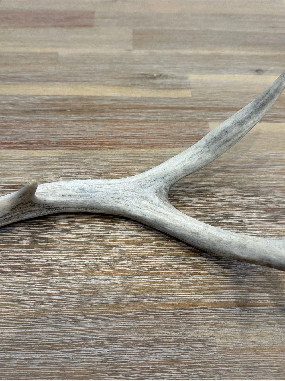 Natural Whitetail Deer Shed Antler – 11
